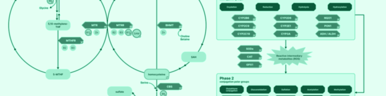 methylatie detoxificatie