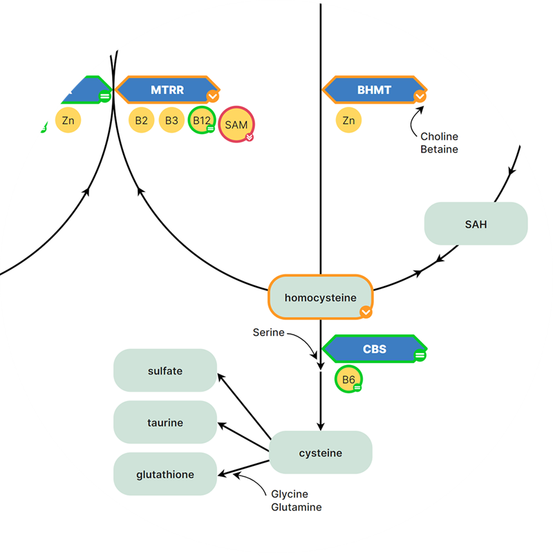 pathways methylatie
